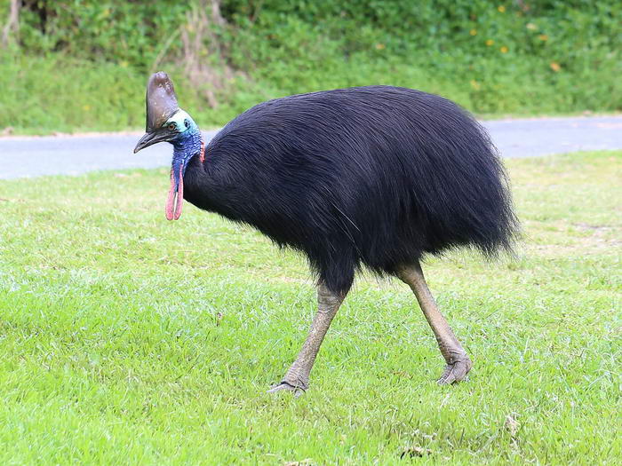 Cassowary