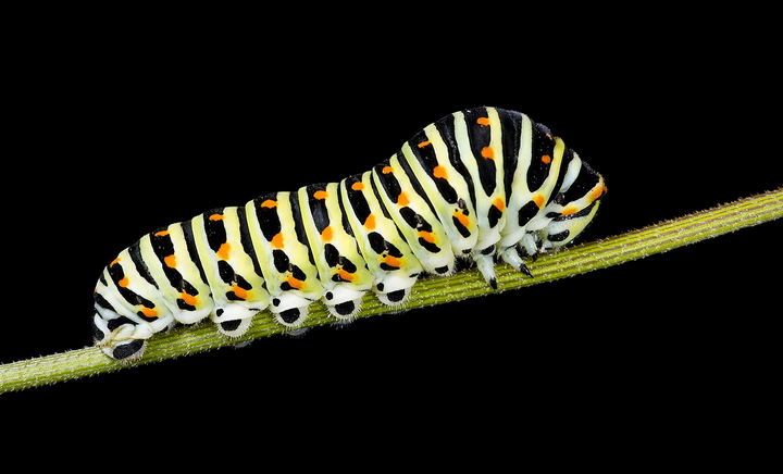 Caterpillar - Dangerous Insects for Cats and Dogs