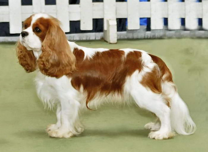 Cavalier King Charles Spaniel - Popular Family Dogs