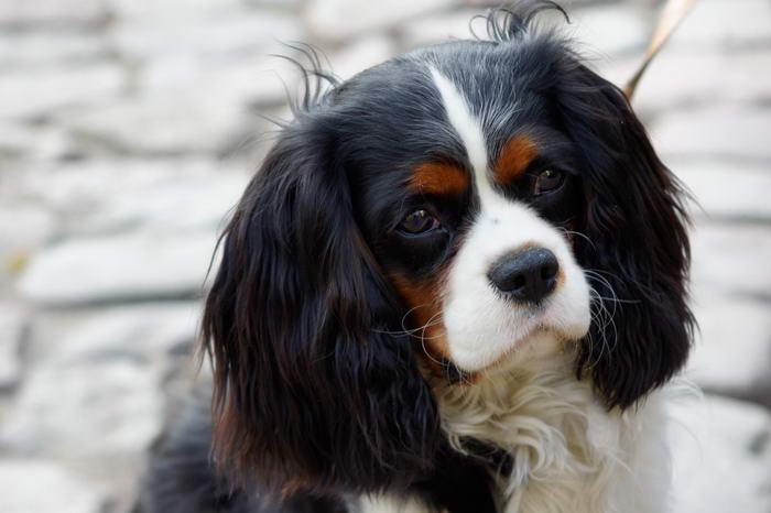 Cavalier King Charles Spaniel - Raças de cães adoráveis