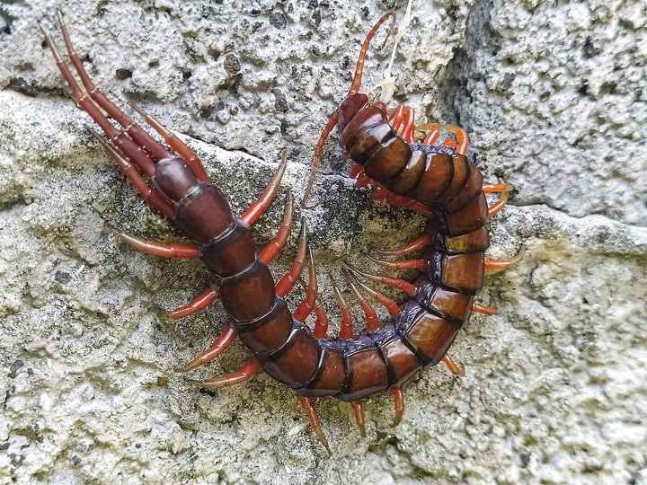 Centipede