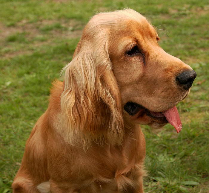 Cocker Spaniel - Popular Family Dogs