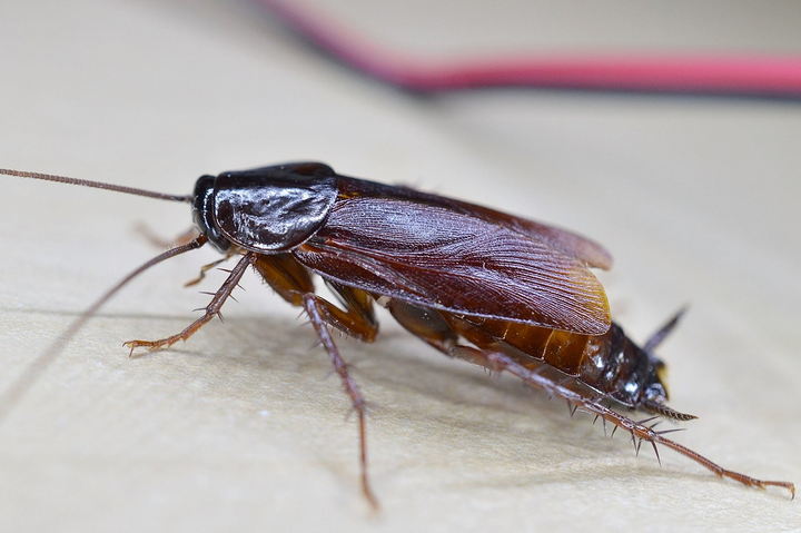 Cockroach - Dangerous Insects for Cats and Dogs