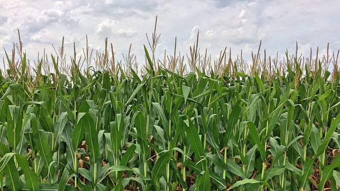 Corn Maze