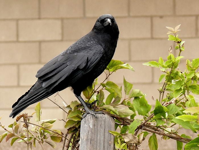 Crow