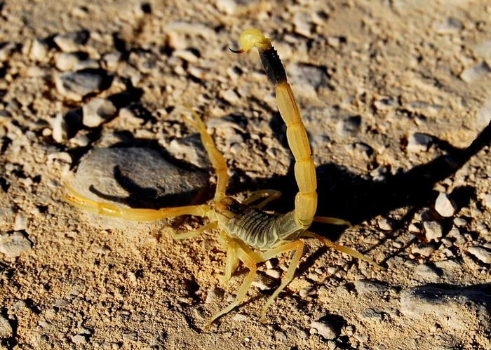 Deathstalker Scorpion - Most Dangerous Animals