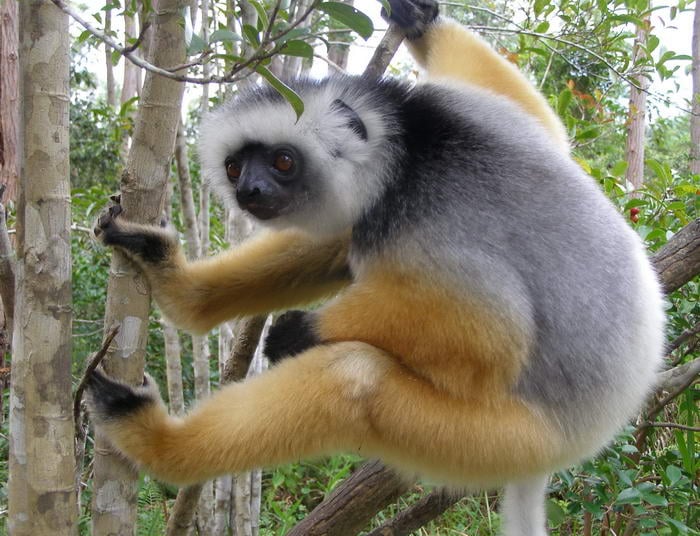 Diademed Sifaka - Most Interesting Animals