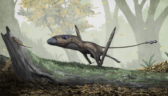 Dimorphodon - Ancient Creatures