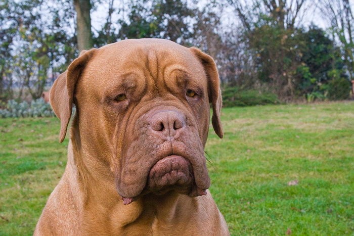 Dogue de Bordeaux