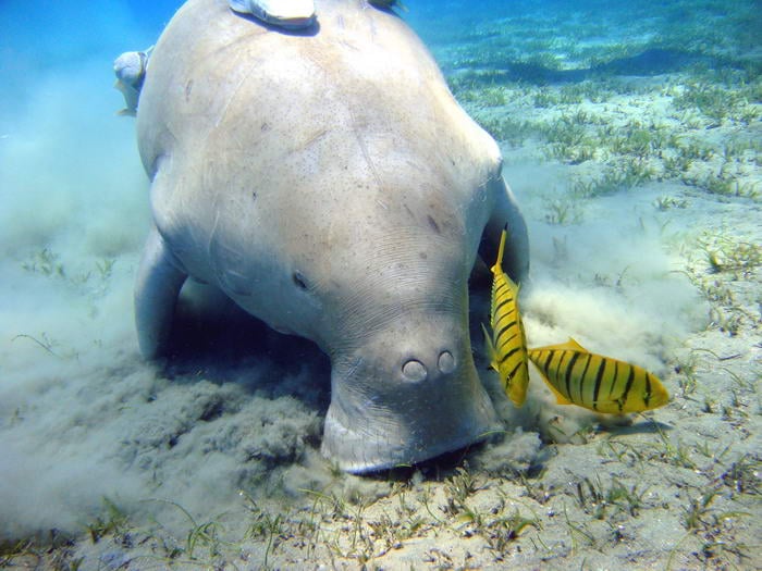 Dugong - Most Interesting Animals