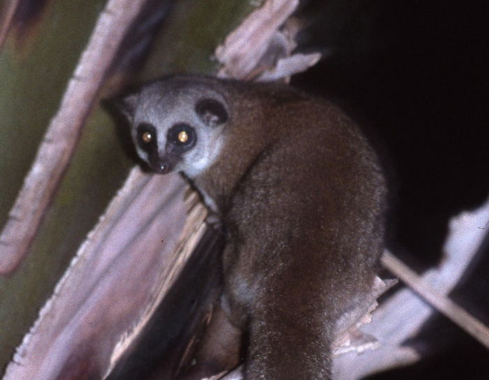 Lemur- Sleepiest Animals
