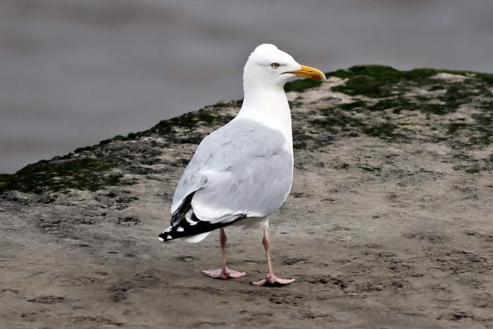 European Herring Gull