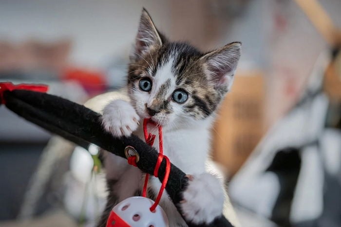 European shorthair