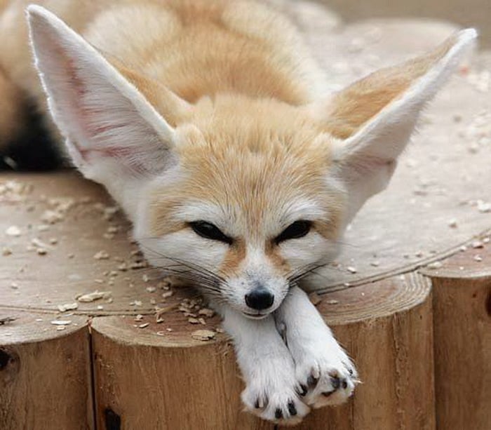 Fennec Fox