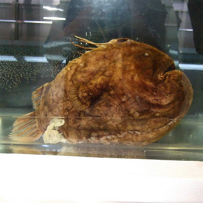 Football Fish - Unusual Deep Sea Creatures