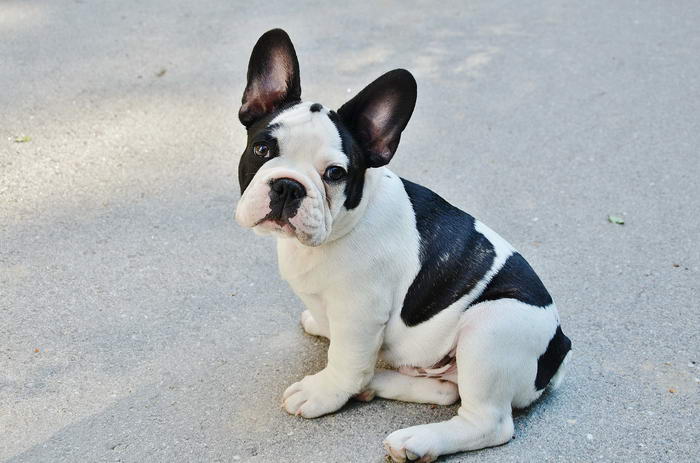 Bulldog Francês - Raças de Cães Adoráveis