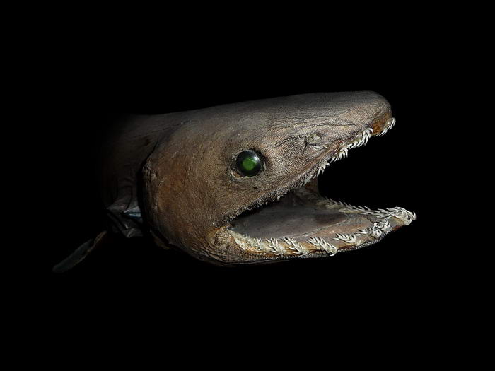 Frilled Shark - Deep Sea Creatures