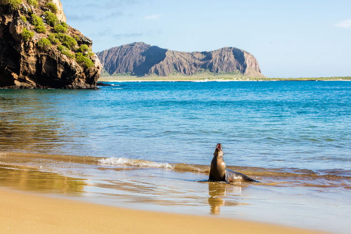 Galapagos Islands - Family-Friendly Cruise Destinations