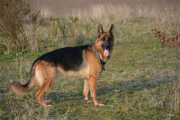 German shepherd - Saddle black and tan coat - German Shepherd Health Issues