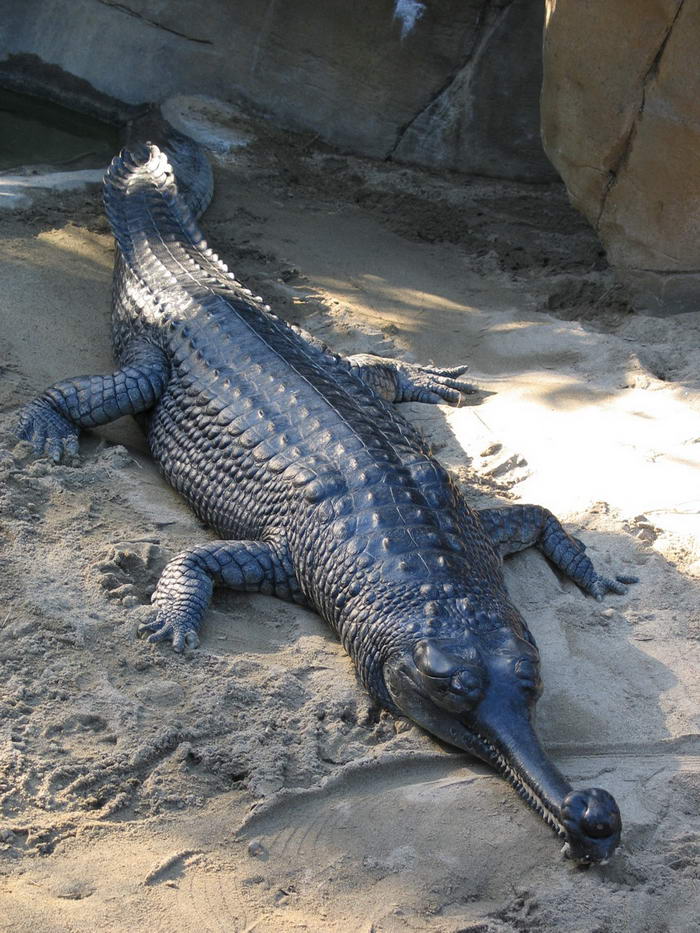 Gharial