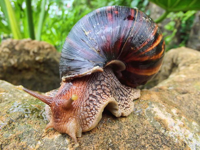 Giant African Land Snail