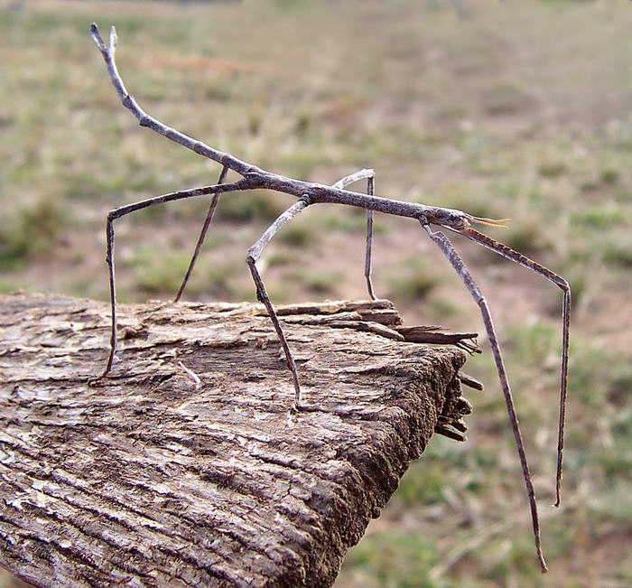 Giant Stick Insect - Unusual Insects