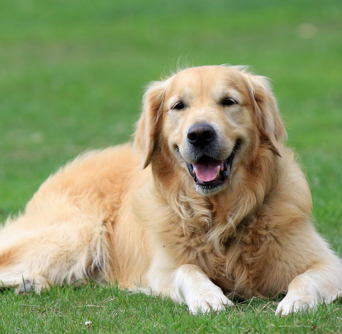 Golden Retriever - Popular Family Dogs