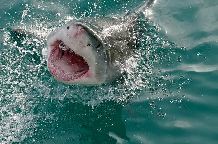 Great White Shark - Most Dangerous Animals