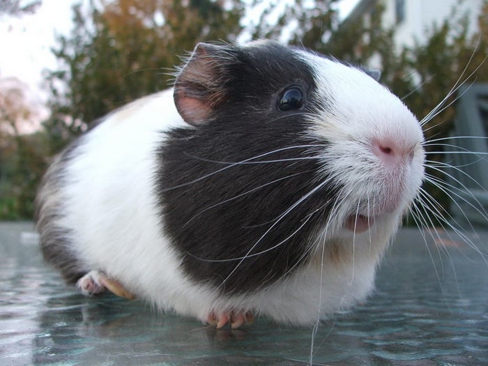 Guinea Pig - Adorable Pets