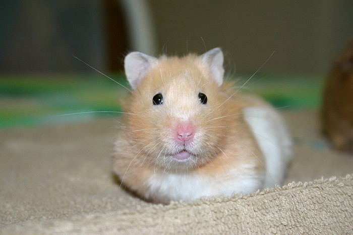 Hamster - Adorable Pets