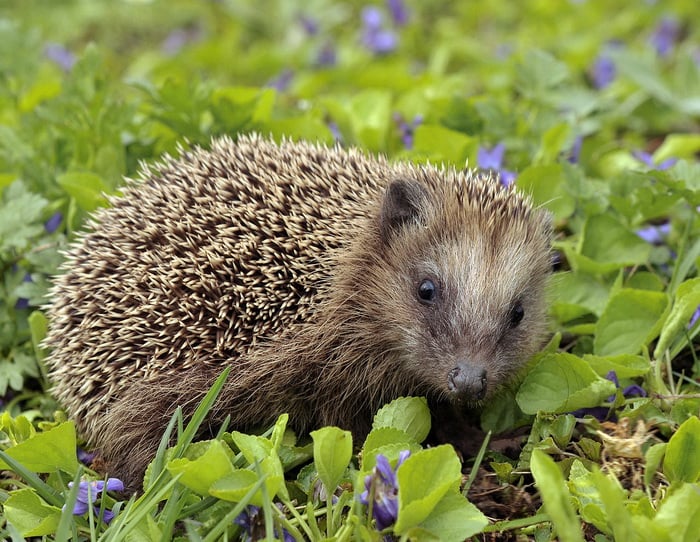 Hedgehog - Adorable Pets