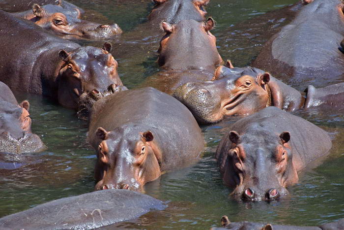 Hippopotamus - Badass Animals