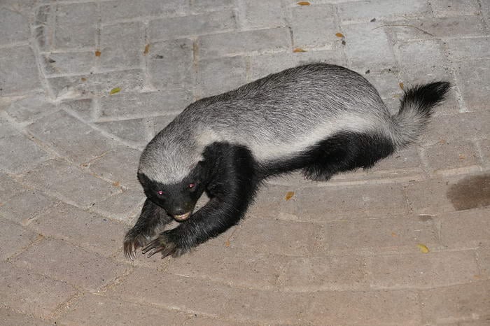 Honey Badger - Badass Animals