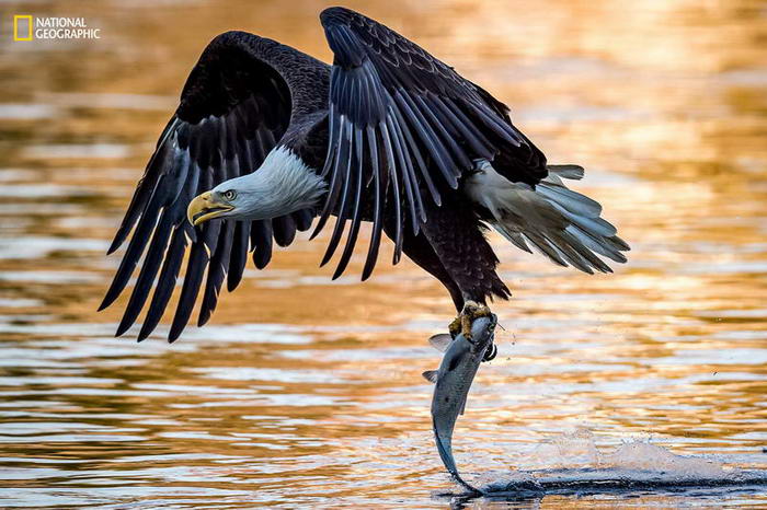 hunting-for-fish