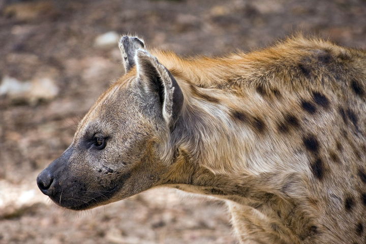 Hyena - Animals With The Strongest Bite Force