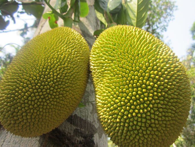 Jackfruit - Strangest Fruits
