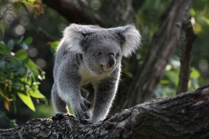 Koala - Sleepiest Animals