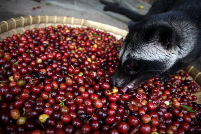 Kopi Luwak - Unusual Foods in the World