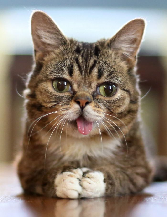 Lil Bub - Most Popular Pets