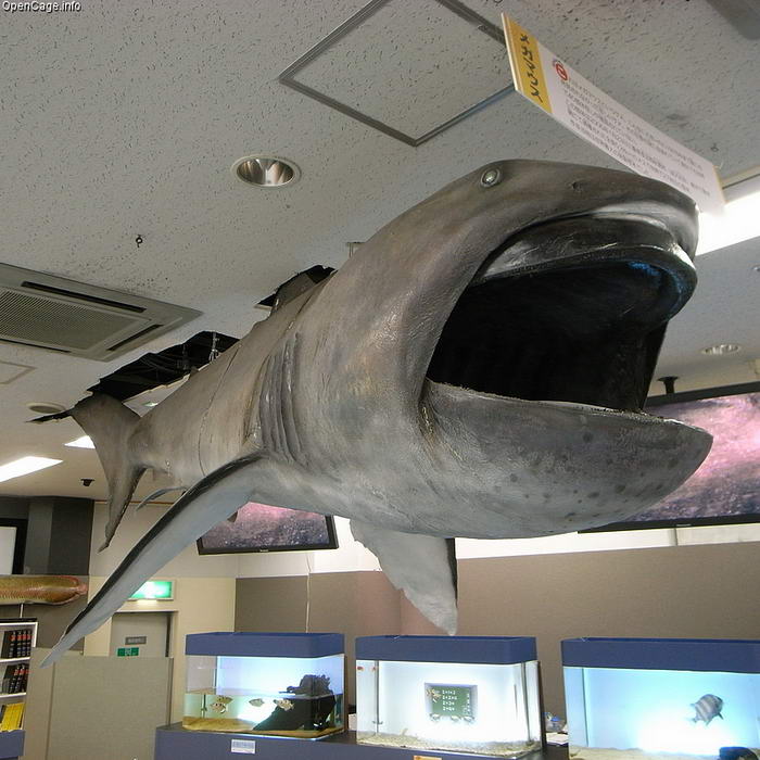 Megamouth Shark - Unusual Deep Sea Creatures