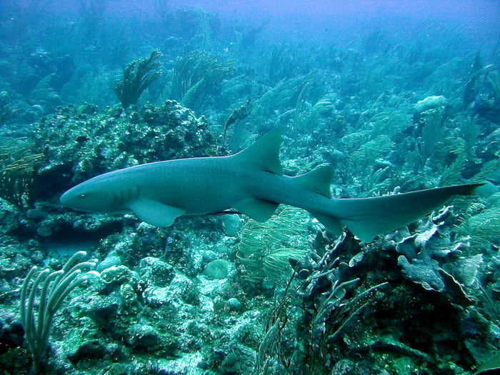 Nurse Shark