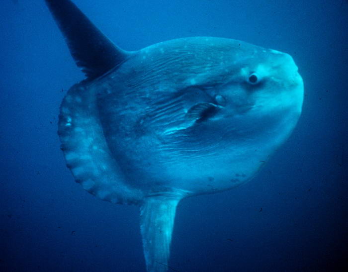 Ocean Sunfish - Unusual Deep Sea Creatures