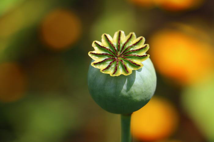 Opium