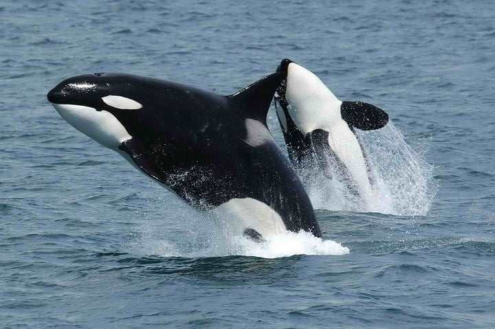 Orca