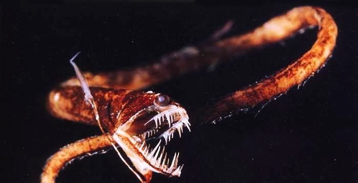 Pacific Blackdragon - Deep Sea Creatures