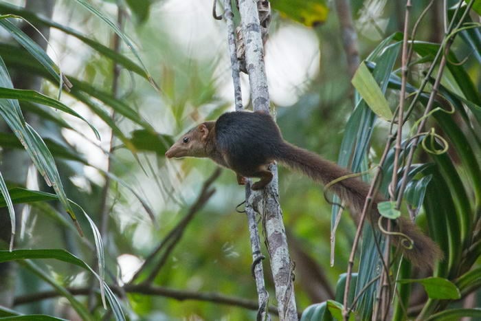 Pen Tailed Tree Shrew