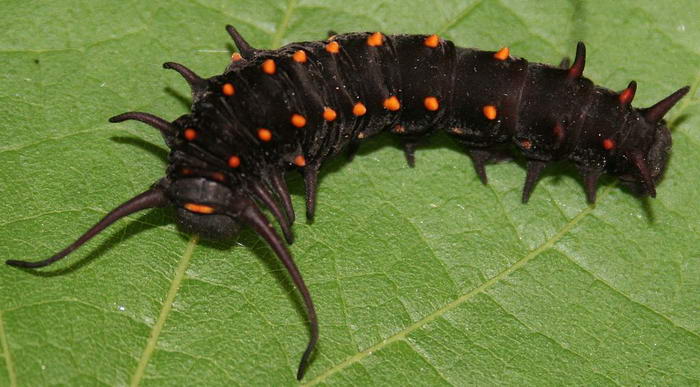 Pipevine Swallowtail Caterpillar