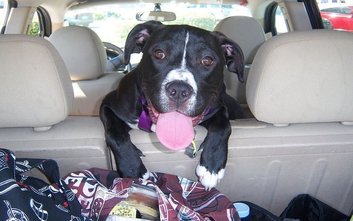 Pitbull
