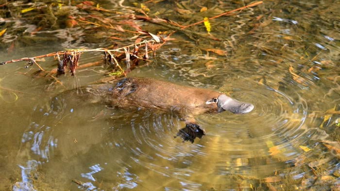 Platypus - Dangerously Cute Creatures