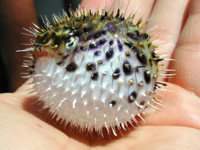 Pufferfish